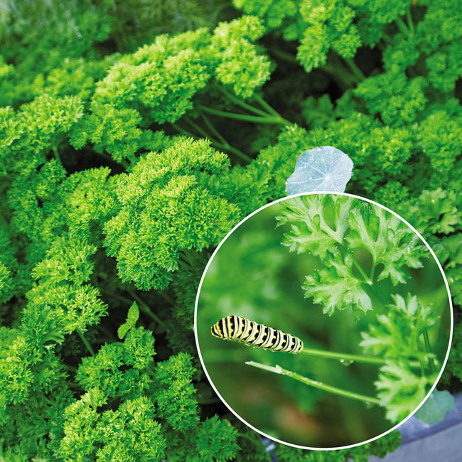 Butterfly host plant parsley: Look closely in your parsley plants and you might spot a black swallowtail butterfly caterpillar feeding on the stems.
