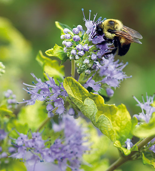 fp-bee-flowers-bluebeard