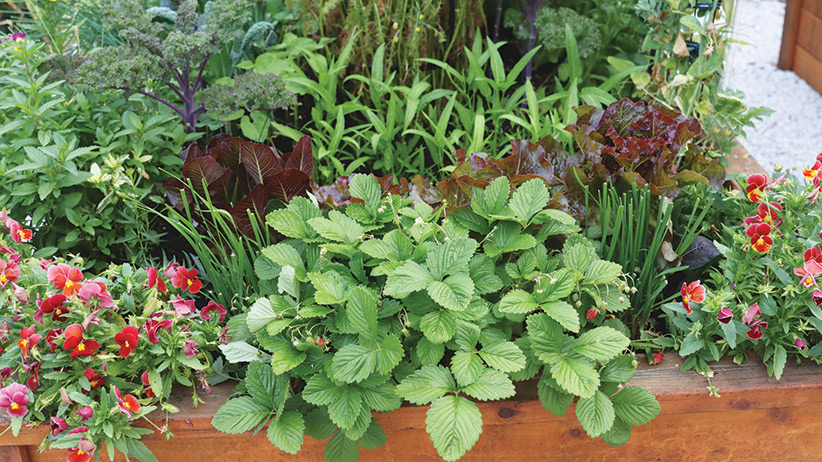 184 resh-gala-raised-bed-pv