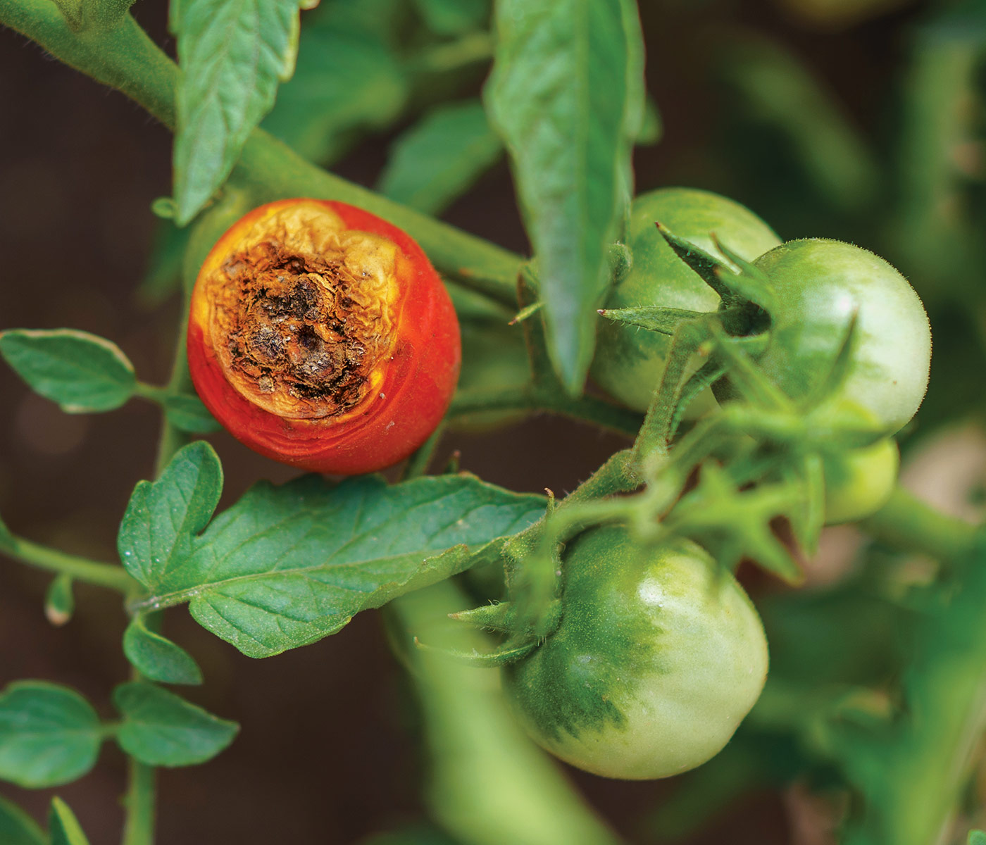 Blossom end rot tomatoes photo by stock.adobe.com, Alina: Blossom end rot on tomatoes starts as a water-soaked spot on the bottom of the fruit, then darkens and turns leathery.