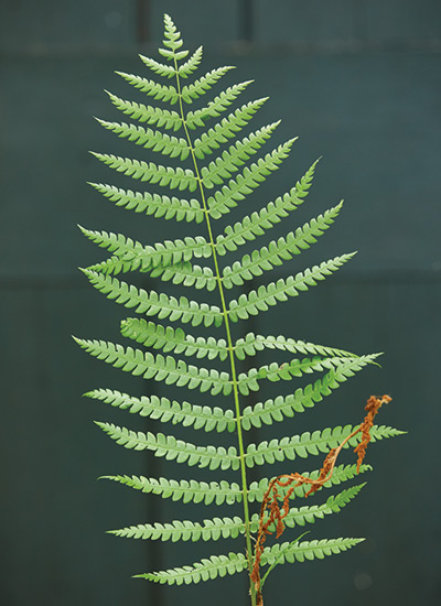 Cinnamon fern (Osmundastrum cinnamomeum) 