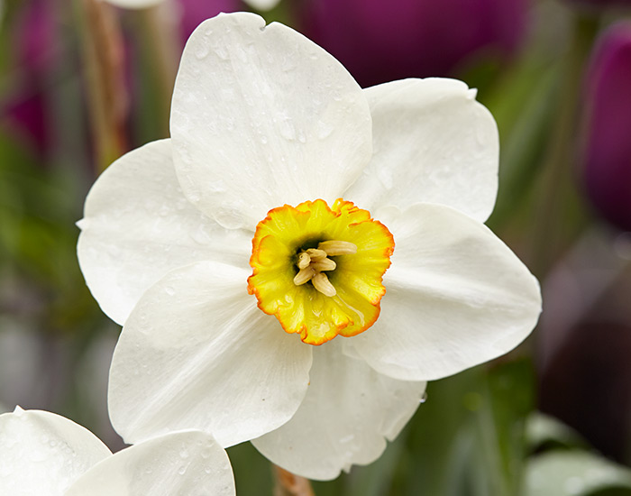 Actaea daffodil: Actea daffodil grows well in the Northeast.