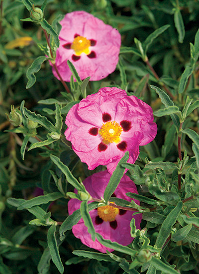 Rock rose (Cistus spp. and hybrids)