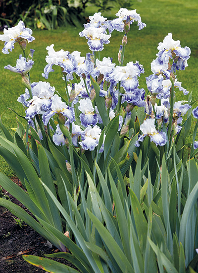 ‘Blueberry Parfait’ tall bearded iris (Iris hybrid)