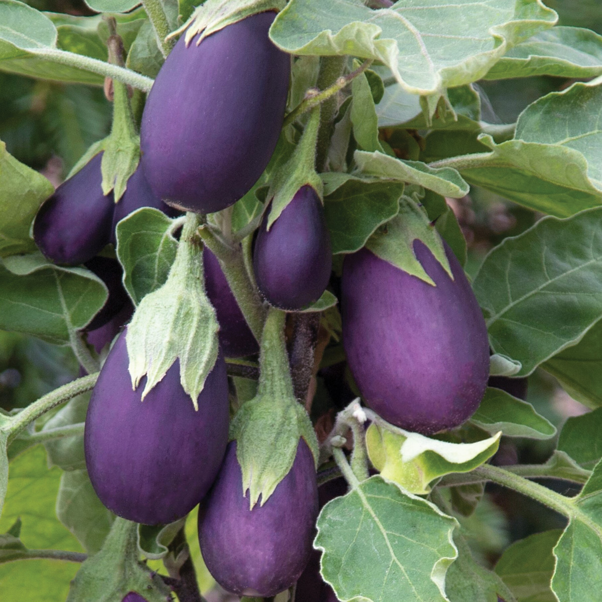 Eggplant BabyJack Courtesy of Syngenta: Happy Jack eggplant is a new compact variety that can be grown in containers. Photo courtesy of Syngenta