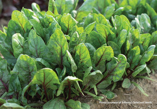 Red-tabby spinach from Johnny's Selected seed: ‘Red Tabby’ spinach has dark leaves with red veining.