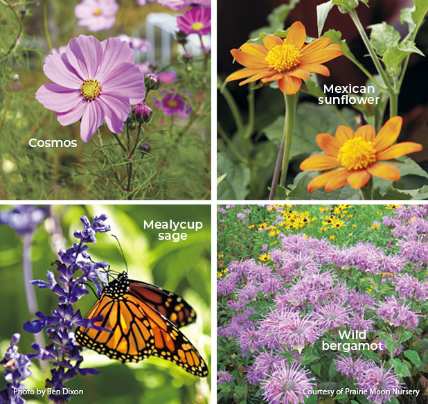 Nectar-rich plants for monarch butterflies by garden gate magazine: Plant a mix of nectar-rich plants for monarch butteflies to feed on throughout the season.