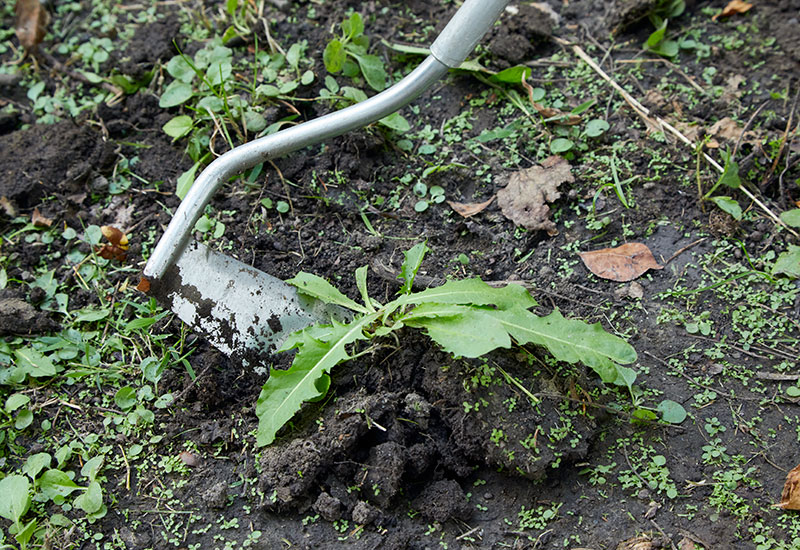 锄头花园工具:锄头是清除杂草的有用工具。
