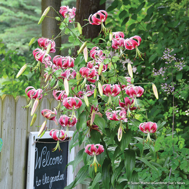 'Black Beauty' orienpet lily copyright Susan Martin at Gardener Sue's News 'Black Beauty' Orienpet lily is as elegant as it is durable and it has been found to have good resistance to the scarlet lily leaf beetle.