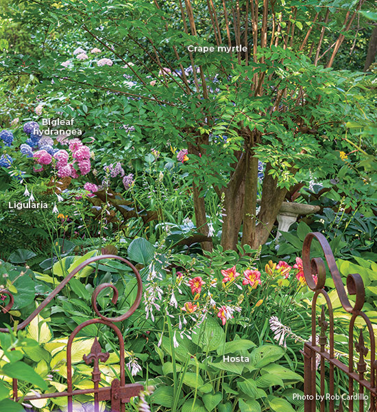 garden bed crape myrtle: A wrought-iron arbor and gate mark the transition into a part of the garden shaded by a mature crape myrtle and planted with a mix of shade perennials.