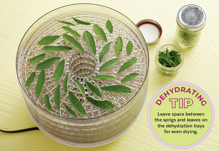 Sage leaves in a food dehydrator: Be sure to leave space between herb sprigs and leaves on the dehydration trays for even drying.