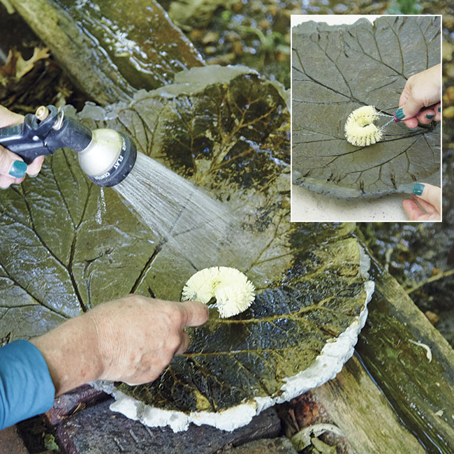 removing-leaf-from-cured-concrete: The hardest part of the leaf to get clean can be the veins - they may need some extra scrubbing.