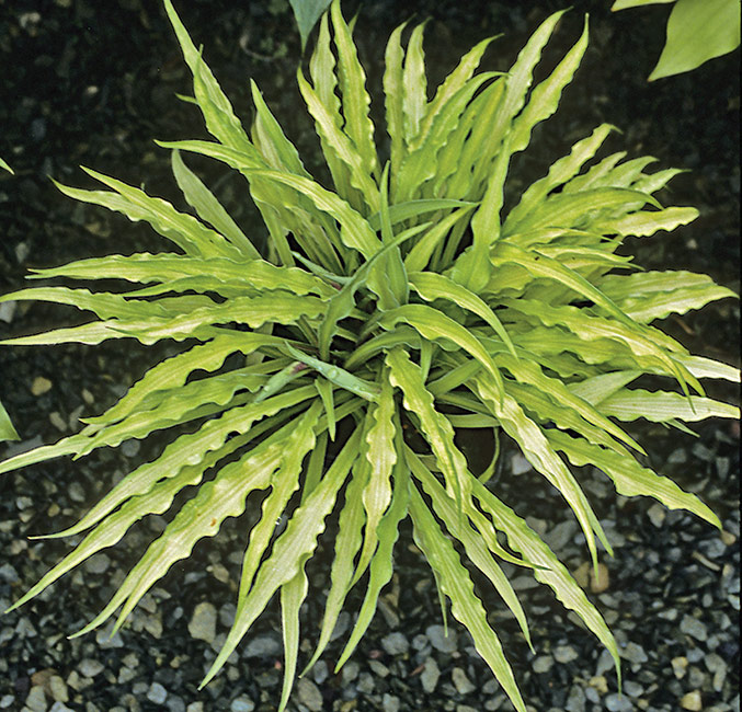 Хоста керли фрайс. Хоста curly fries. Хоста керли фрайз описание. Хоста керли фрайс. Хоста керли фрайз описание.