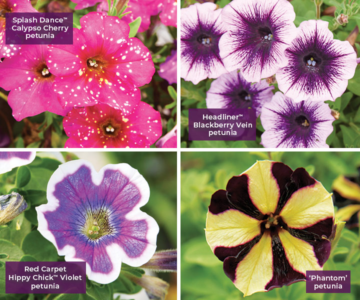 Unique petunia flowers with patterned petals: Just a sampling of the many patterned petunia cultivars available.