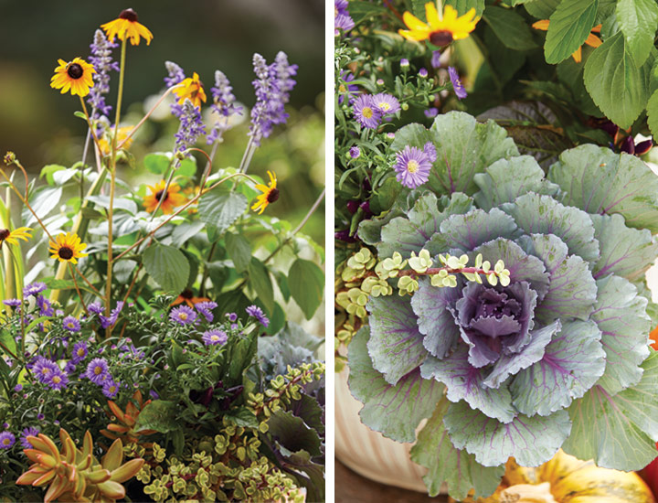 紫菀容器的植物细节镜头:纽约紫菀、鼠尾草和装饰性羽衣甘蓝的冷紫色色调与rudbeckia、铜色石楠和彩虹灌木的暖色形成对比。