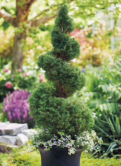 Step 6: Plant your spiral topiary