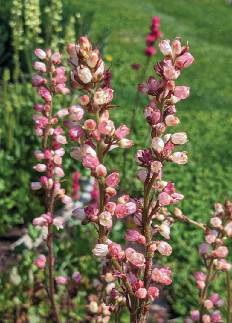 Light Pink Heuchera Summer Haze from Must have perennials: This new coral bells variety has larger-than-usual flowers that make an impact in the border. Photo courtesy of Must Have Perennials®