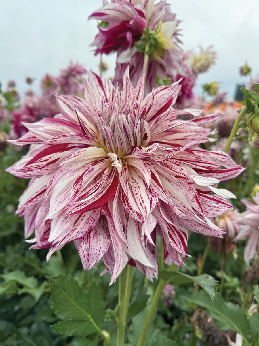Knights armour dahlia courtesy of Swan Island: Grow this impressive new dinnerplate dahlia bloom for gorgeous cut flowers. Photo courtesy of Swan Island Dahlias