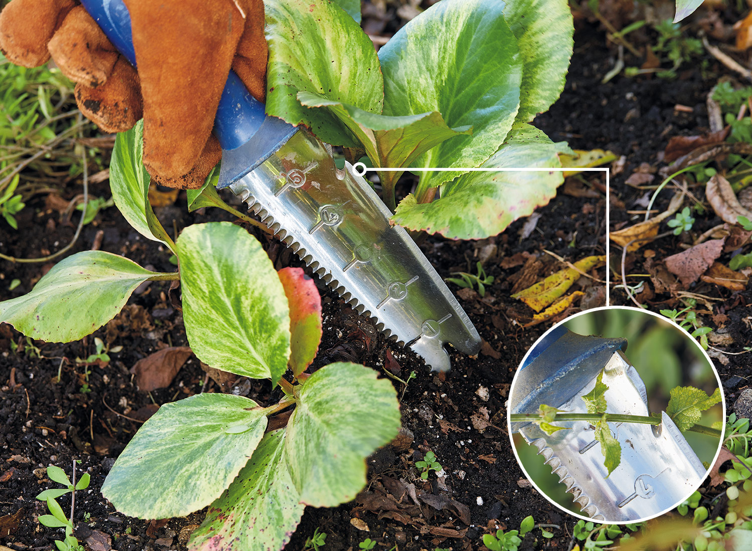 Soil knife with built in blade: A hook on the side of the blade by the handle is a useful feature to look for in a soil knife for added versatility in the garden.
