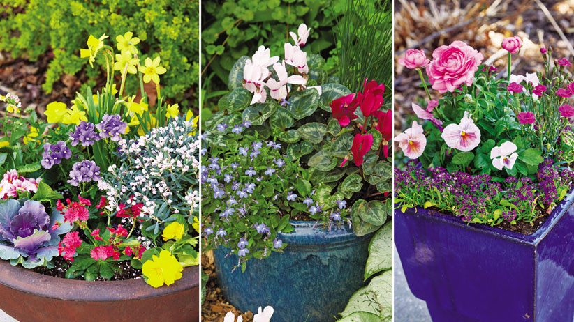 Cool-weather container plantings