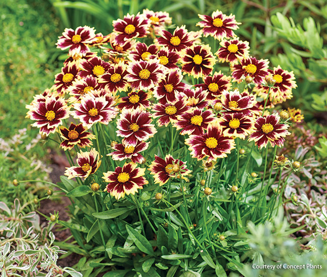 Coreopsis Solar Fancy courtesy of Concept Plants: Butterflies love visiting the simple daisy-shaped blooms of this new coreopsis variety for 2025.