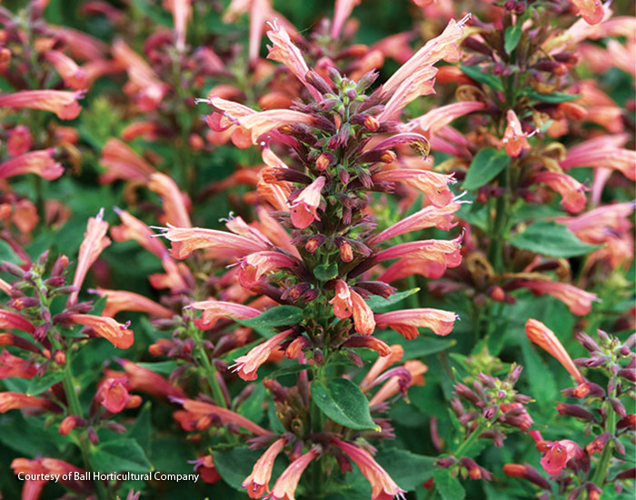 AGASTACHE SUMMERLONG CORAL Courtesy of Ball Horticultural company: It's not necessary to deadhead these long lasting blooms — new stems take over as the old ones fade.