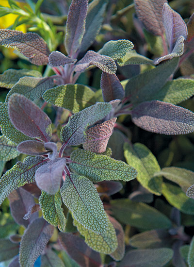 fp-d-cottage-garden-players-sage: Adding colorful foliage, such as this sage, provides all season interest.
