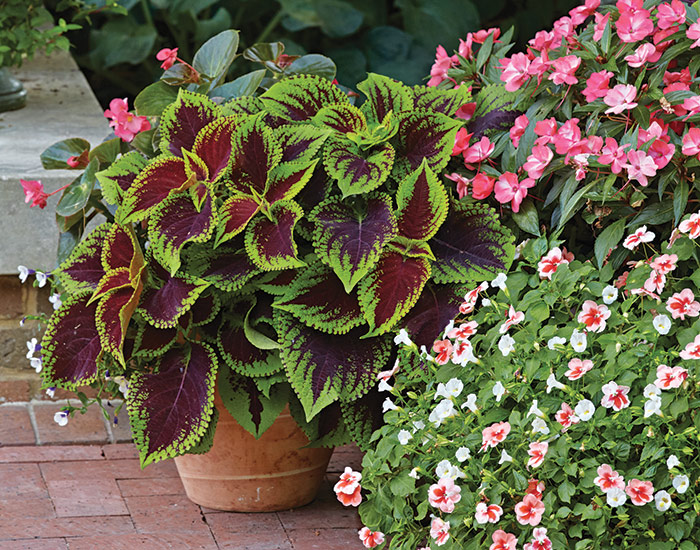 Kong Jr. Scarlet coleus: The coleus plants at the garden center might look all the same size, but read the tags to learn how large a plant will grow. There’s a huge range, and plants grow quickly!
