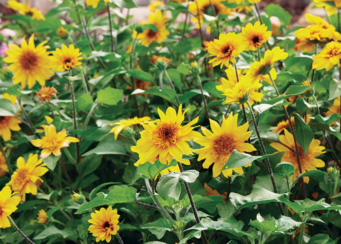 Sunfinity Annual Sunflower 2025 by Garden Gate magazine: Plants are filled with these 2- to 3-inch double blooms. 