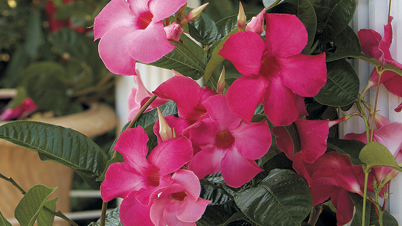 mandevilla detail: Mandevillas thrive in warm, humid weather and bloom continuously from late spring until frost.