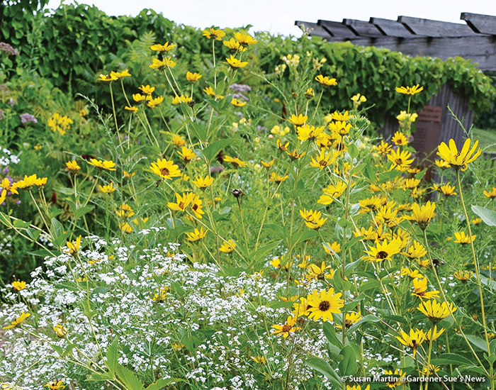 假向日葵:假向日葵是一个非常容易生长的野花,容忍任何土壤类型和每一个湿度除了积水。