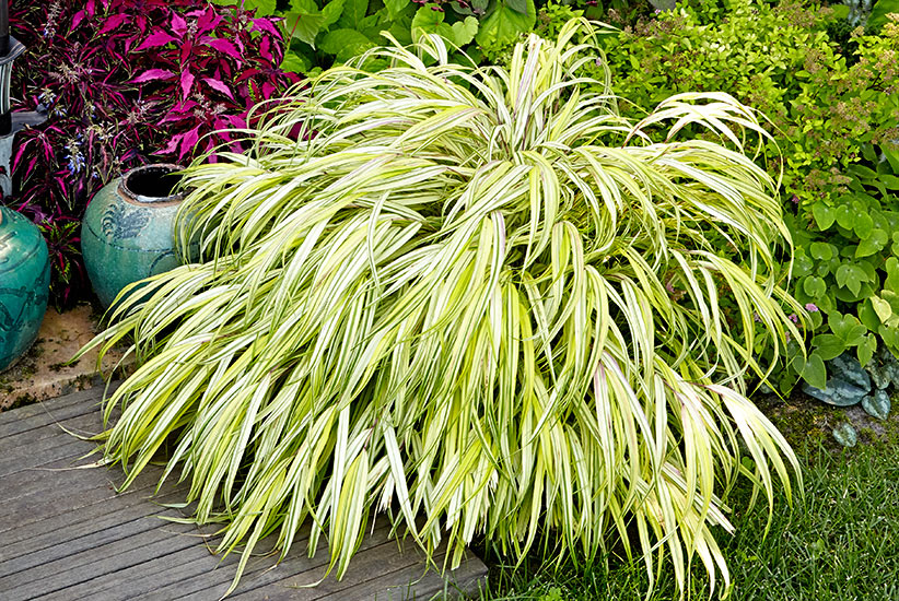 Hakonechloa (Hakonechloa macra ‘Aureola’)