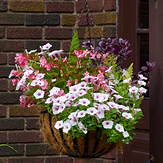 hanging planter with petunia and Irisine: Light colored flowers like these petunias brighten up shady areas. 