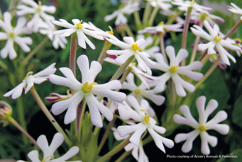 Night phlox (Zaluzianskya capensis ‘Midnight Candy’)