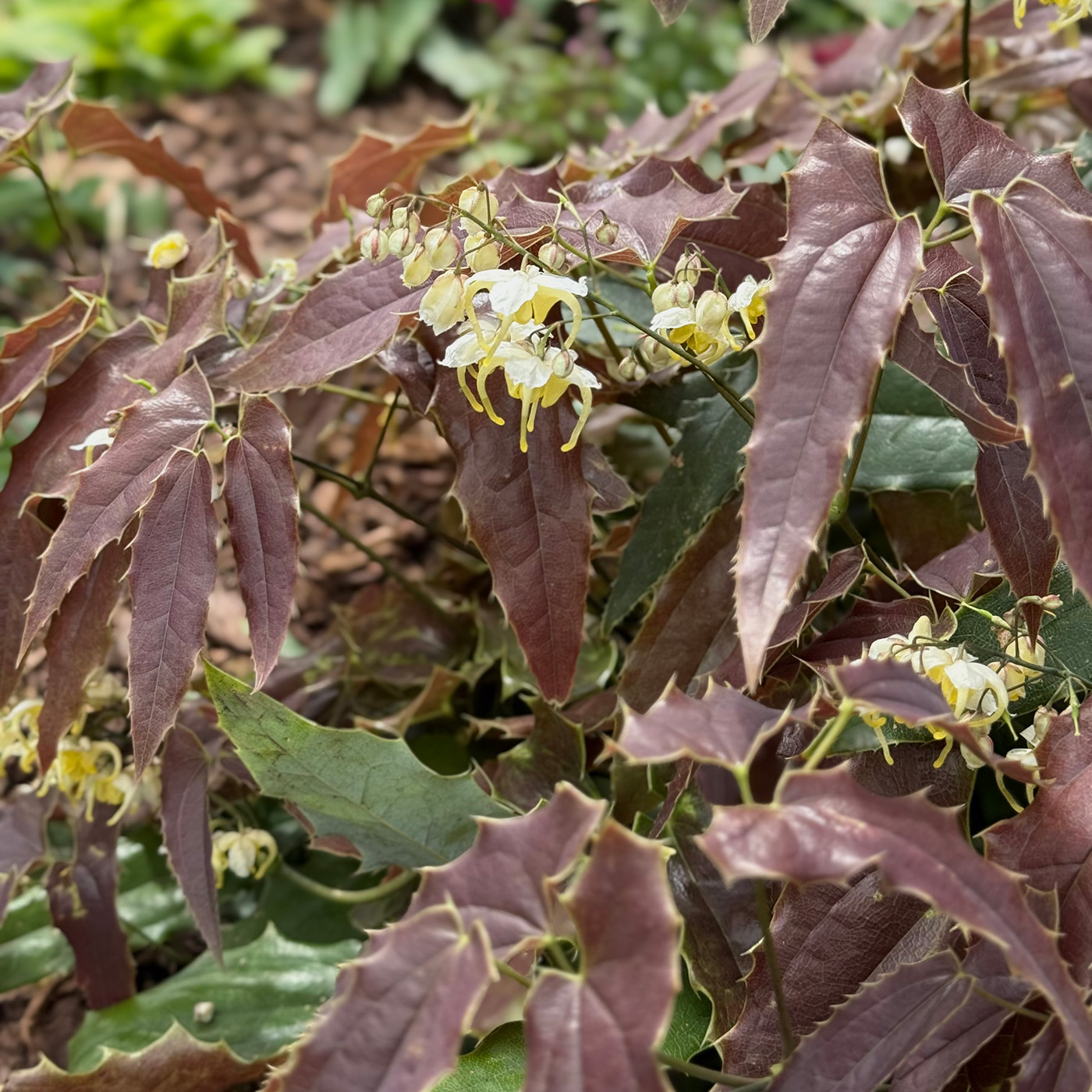 Sandy claws epimedium