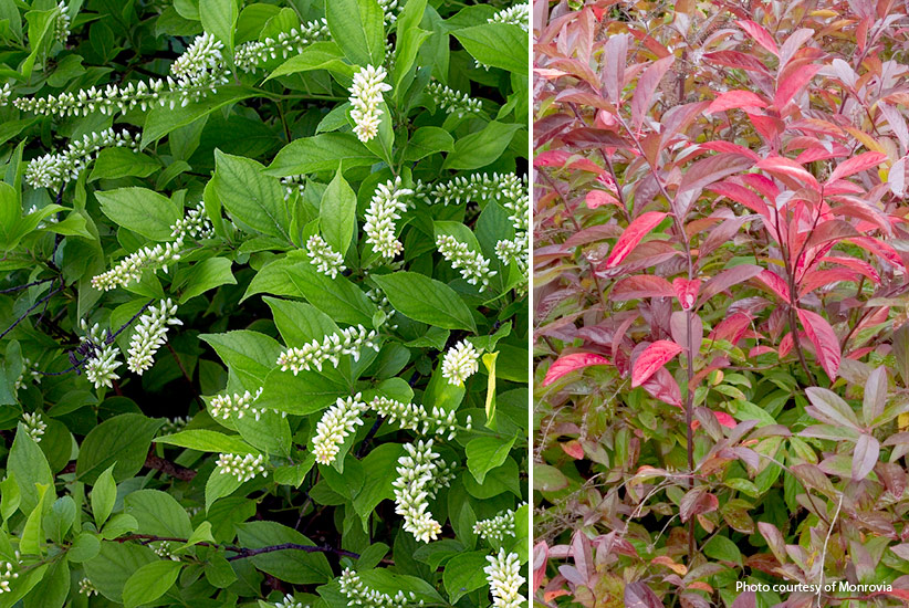 Sweetspire (Itea virginica ‘Henry’s Garnet’)