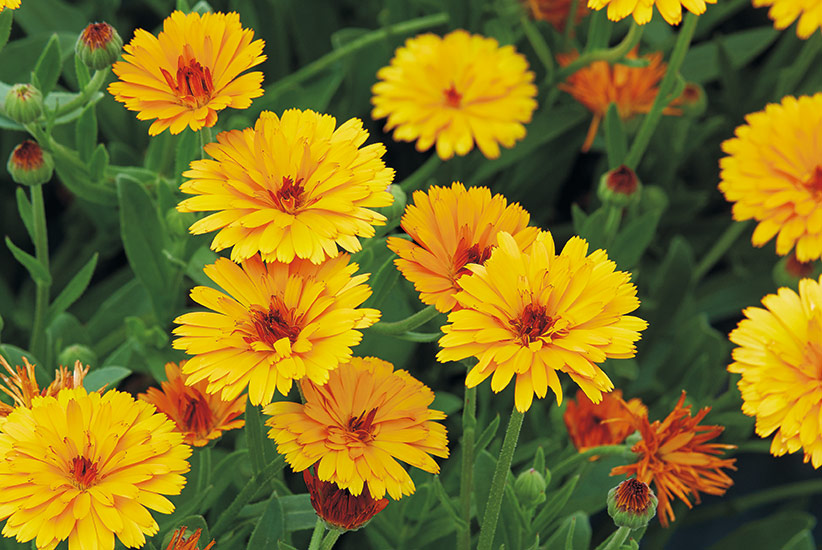 Lady Godiva Orange pot marigold (Calendula hybrid)