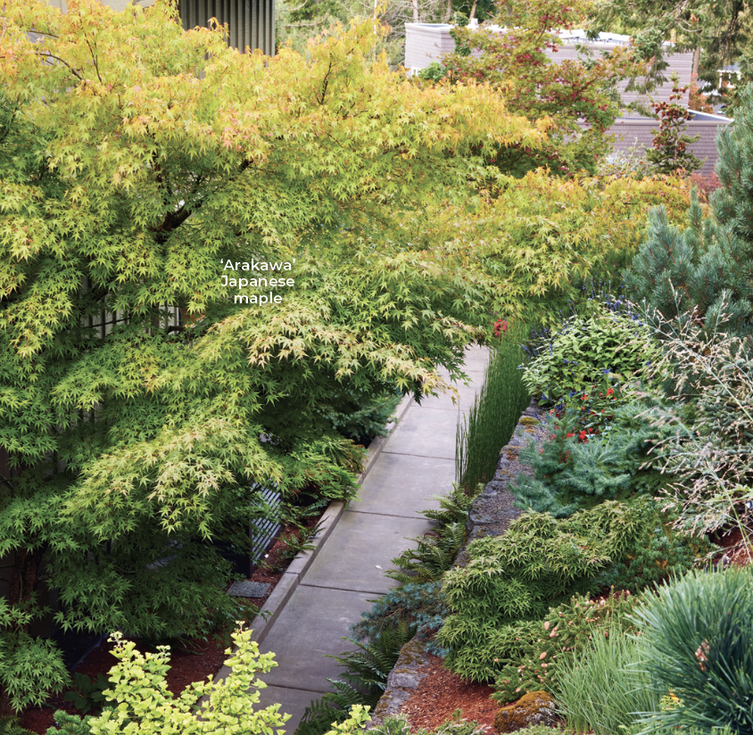 'Arakawa' Japanese maple in Gene Rozenboom's garden Oregon: Showy ‘Arakawa’ is right next to the front door, and has lacy green leaves in spring and summer. In fall they positively glow in yellow-gold and red — you can see them just starting to change here.