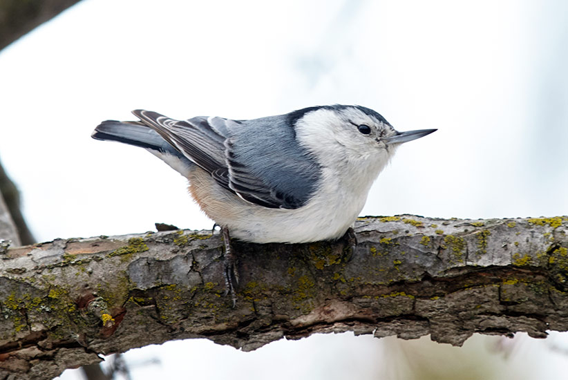 Nuthatch Special