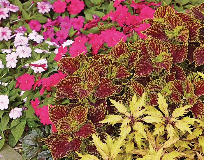Coleosaurus and Blonde bombshell coleus plants with impatiens lead: The interesting and colorful foliage of coleus makes it a no-brainer paired with other shade garden classics like impatiens.