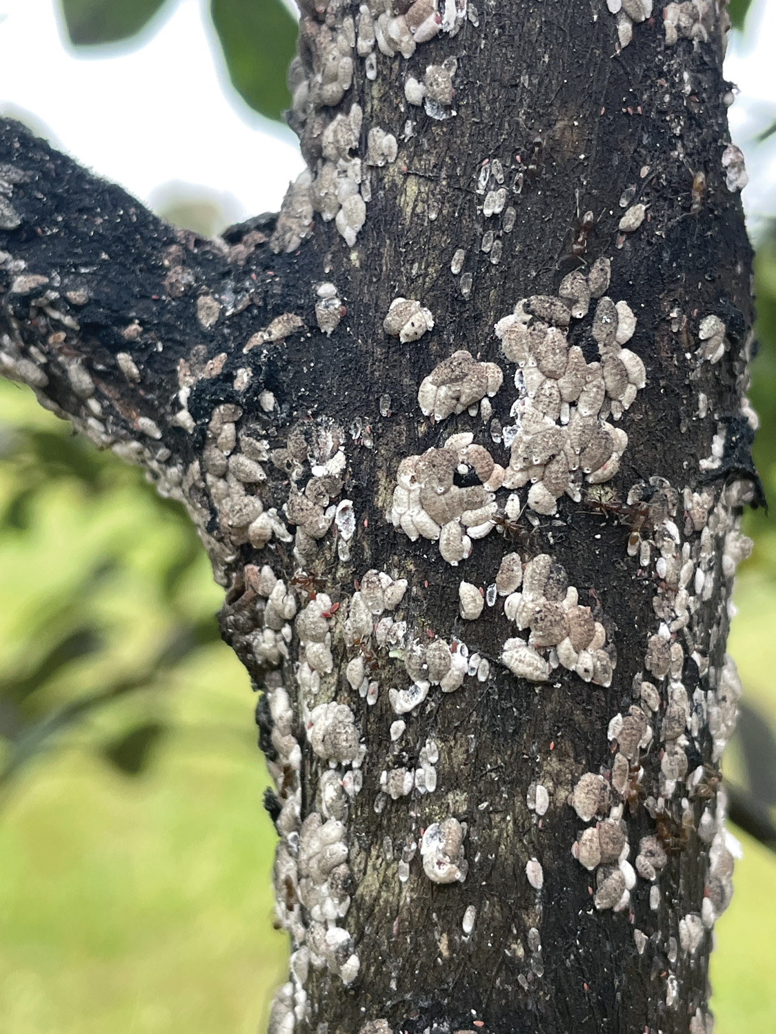 GG185PESTS Crapemyrtle Bark Scale, Acanthococcus lagerstroemiae Wiki Commons m borden