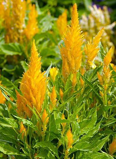 ‘Fresh Look Gold’ (Celosia argentea cristata)