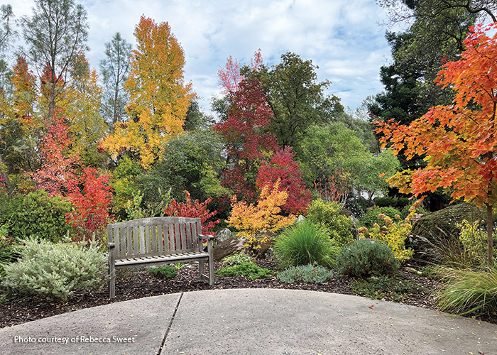 Fall garden courtesy of Rebecca Sweet: The neighbor's tree across the street sports beautiful yellow fall color. Rebecca takes advantage of the borrowed view by repeating yellow foliage in her own border. 