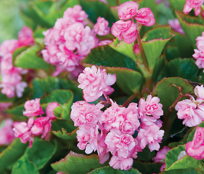Shade perennials Double up pink wax begonia: Double Up Pink wax begonias are covered in double blooms in pink, white or red. 