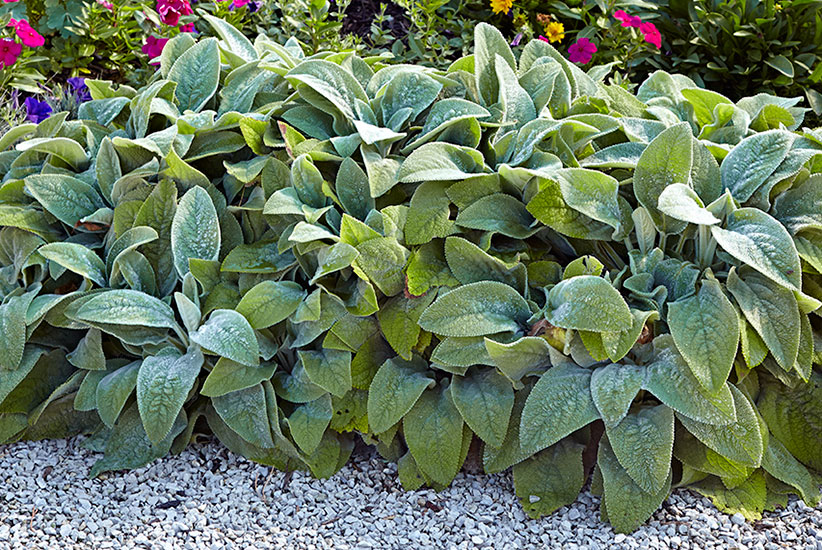 Lamb’s ear (Stachys byzantina ‘Big Ears’)