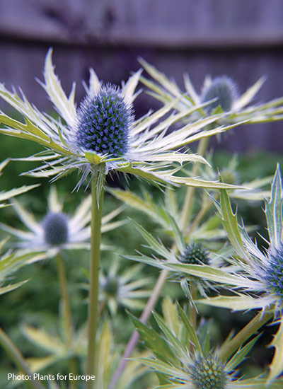 ‘Neptune’s Gold’ (Eryngium x zabelii)