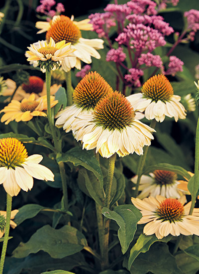 Coneflower (Echinacea spp. and hybrids)