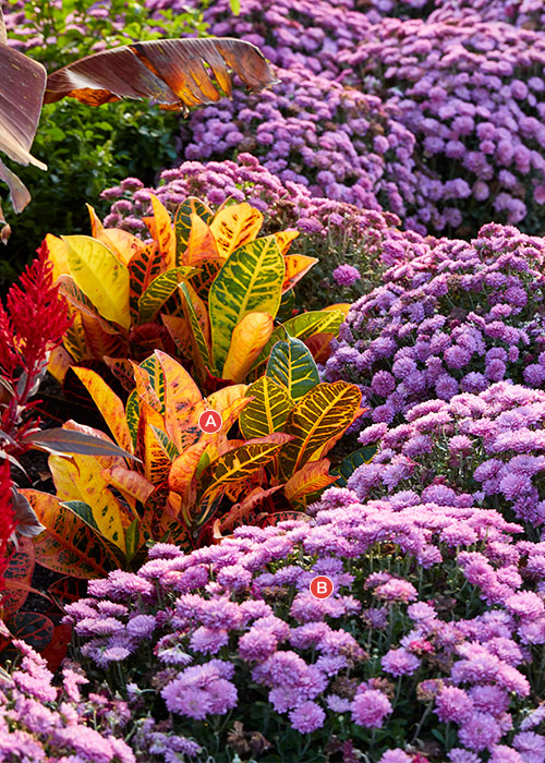 Croton and purple garden mum planting: This fall planting promises easy care with two sun-loving plants, crotons and garden mums.