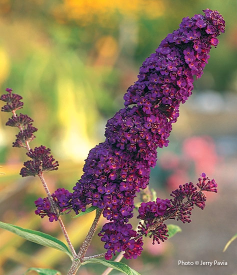 Butterfly bush (Buddleja davidii ‘Black Knight’)