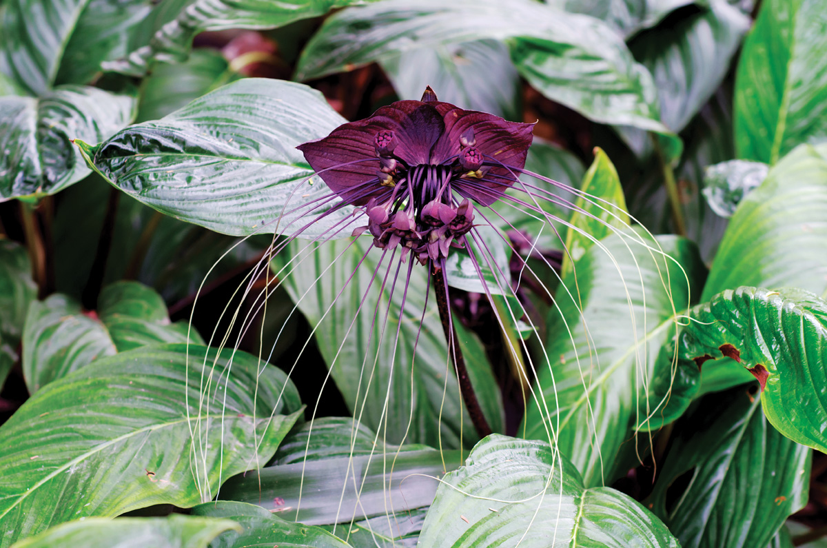 Bat Flower photo AdobeStock 63042745 joloei: Enjoy the truly unique blooms of black bat flower, native to tropical forests of Southeast Asia. Photo by stock.adobe.com, joloei